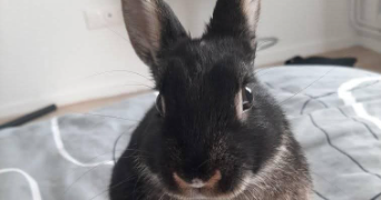 céline pet sitter à DUNKERQUE 59140_6