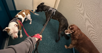 doriane pet sitter à Gonesse 95500_8