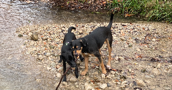 laurine pet sitter à Aix-les-Bains 73100_4