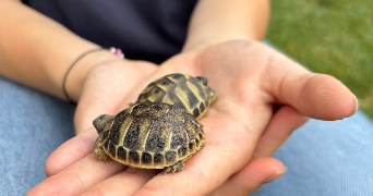 agathe pet sitter à TOURNAN EN BRIE 77220_1