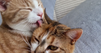 caroline pet sitter à CHOLET 49300_1