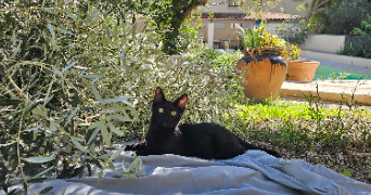 dellia pet sitter à MARSEILLE 13 13013_3
