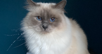 manon pet sitter à BURBURE 62151_7