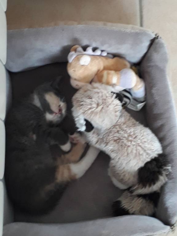 muriel pet sitter à Précy-sur-Marne 77410_2