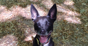 ingrid pet sitter à ST GERMAIN EN LAYE 78100_1