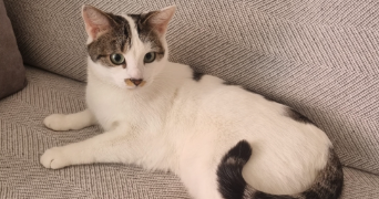 tatiana pet sitter à Luçon  85400_5