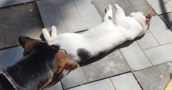 théodora pet sitter à WINTZENHEIM 68920_8