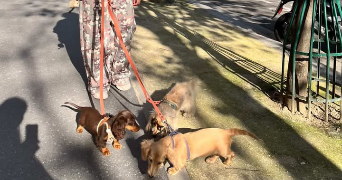 mei lin pet sitter à BUC 78530_2