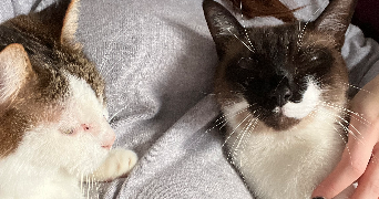 mélanie pet sitter à PARIS 10 75010_4