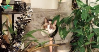 lucie cat sitter à ORLY 94310_5