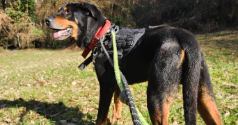 maia pet sitter à SEYSSINET PARISET 38170_3