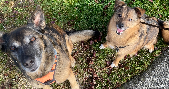 maéva pet sitter à Mende 48000_6