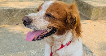 kirsty pet sitter à ISSOIRE 63500_7