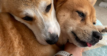 houda dog sitter à NICE 06200_2