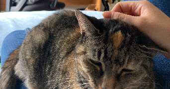 eli pet sitter à MAISONS LAFFITTE 78600_2