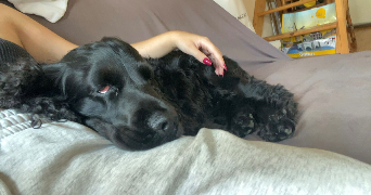 alicia pet sitter à TOULOUSE 31000_3