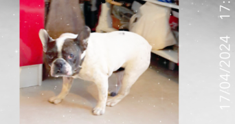 sandrine pet sitter à ALLEMOND 38114_8