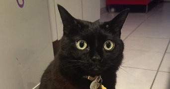 jessica pet sitter à MONTBETON 82290_3