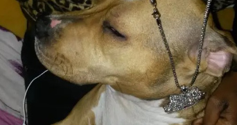 netty pet sitter à THIONVILLE 57100_2