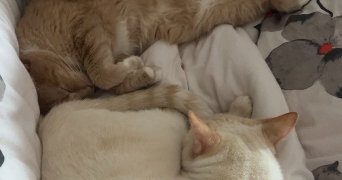 jade pet sitter à TOULOUSE 31500_1