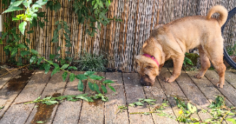 camille pet sitter à MONS EN BAROEUL 59370_5