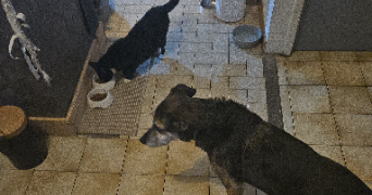 camille pet sitter à LACOURT ST PIERRE 82290_3