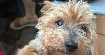 aurélie pet sitter à BEZONS 95870_3