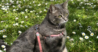 charli pet sitter à VILLENAVE D ORNON 33140_1