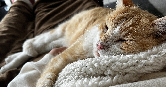 lisa pet sitter à PESSAC 33600_2