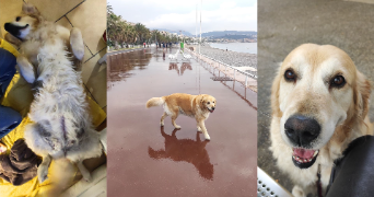 sania pet sitter à NICE 06200_6