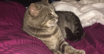 agathe cat sitter à STRASBOURG 67000_5