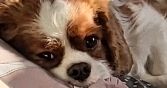 clotilde pet sitter à ROOST WARENDIN 59286_2