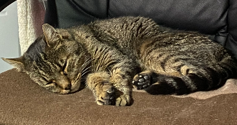christal pet sitter à BOSSEY 74160_3