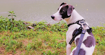 sandrine pet sitter à ALLEMOND 38114_6