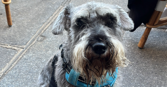 lea pet sitter à PARIS 04 75004_2