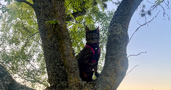 lucie cat sitter à AMIENS 80000_1