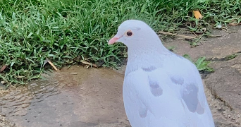 louina pet sitter à TOULOUSE 31400_2