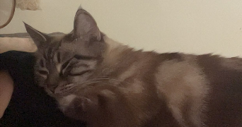 chloé pet sitter à BEZONS 95870_4