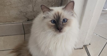 francoise  pet sitter à LYON 02 69002_5