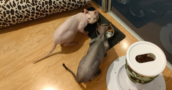 Louma pet sitter à MEYLAN 38240_8