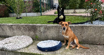 charlyne pet sitter à MONTVILLE 76710_2