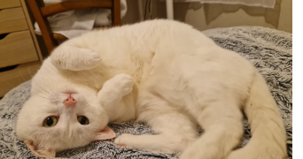 elya pet sitter à ST OMER 62500_1