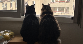 emilie pet sitter à GIF SUR YVETTE 91190_3