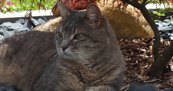agathe pet sitter à LA GARENNE COLOMBES 92250_5