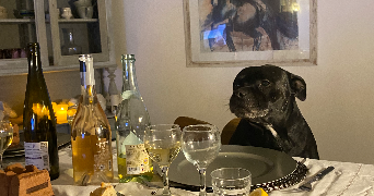 paloma pet sitter à PARIS 11 75011_1