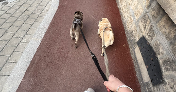zélie pet sitter à Moulin-les-metz 57160_1