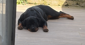 sandra pet sitter à JEMEPPE-SUR-MEUSE 4101_1