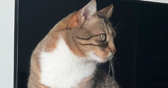 khattyani pet sitter à BOBIGNY 93000_3