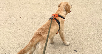 estelle pet sitter à MARSEILLE 01 13001_7