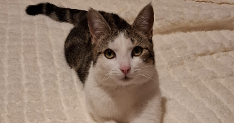 chloe pet sitter à MOLLES 03300_2